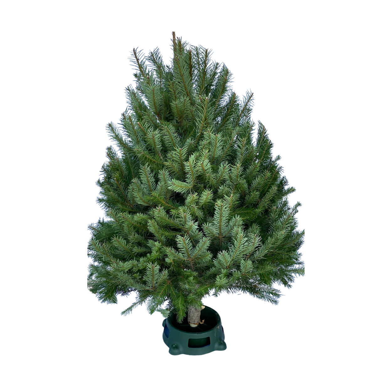 plain christmas tree